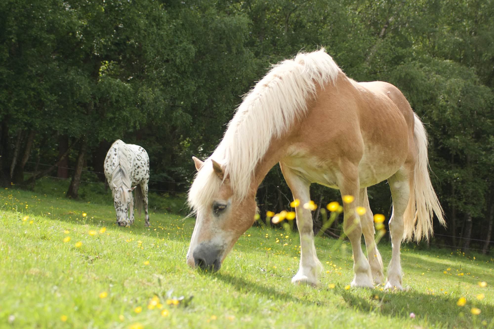 Älterer Haflinger grast auf einer sonnigen Weide in der Eifel