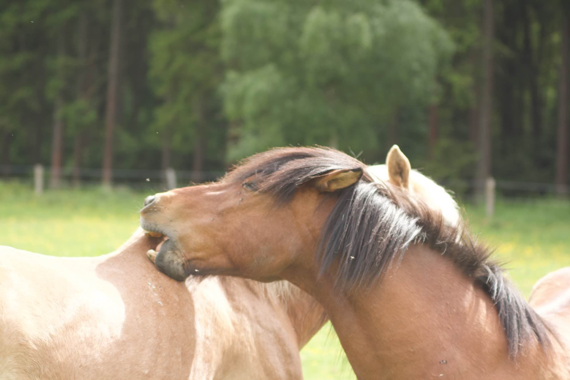Zwei Pferde auf einer Sommerweide in der Eifel