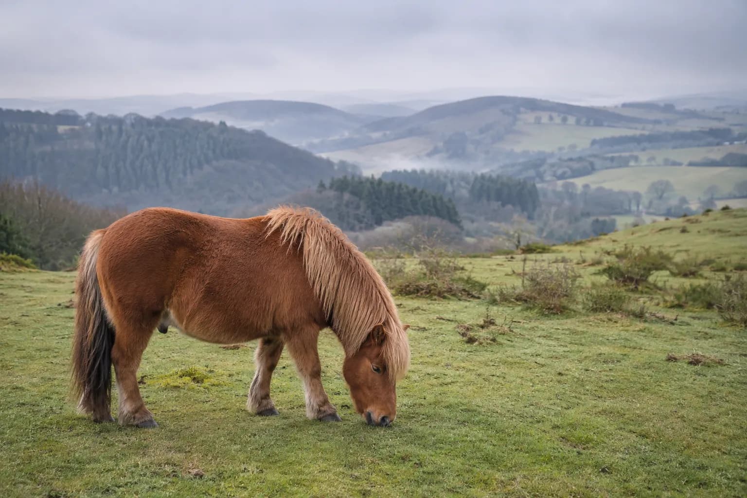 Robustes, leichtfuttriges Pony auf einer kargen Sommerweide in der Eifel